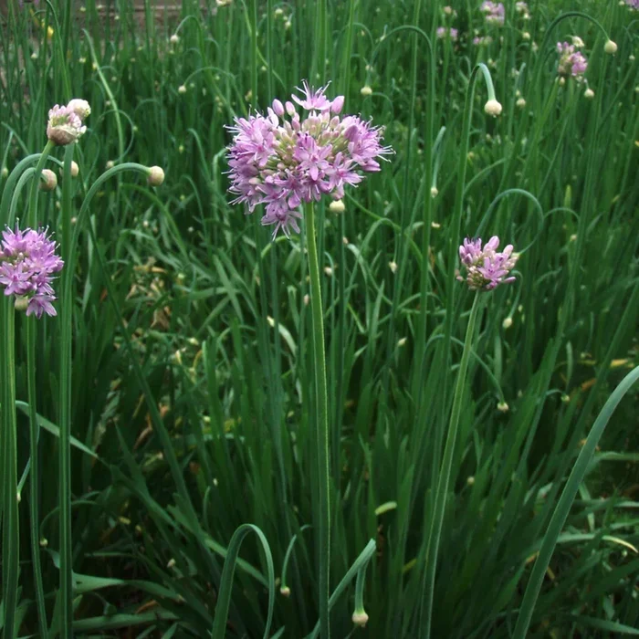 Bio Lauch ‚Gartenknofi‘