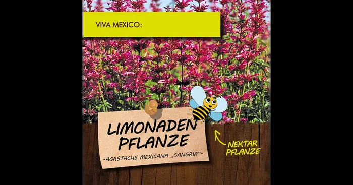 Bio Limonadenpflanze