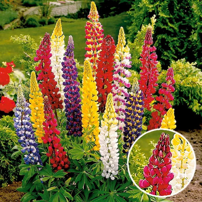 BIO Lupine, Rot Lupinus polyphyllus, rot – Bestellnummer 1157713