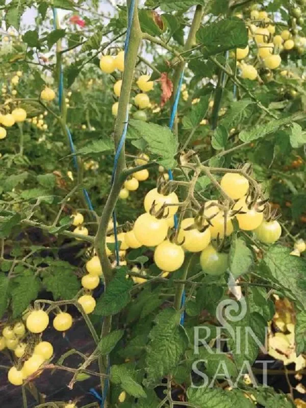 Bio Naschtomate Weiße Ribisel