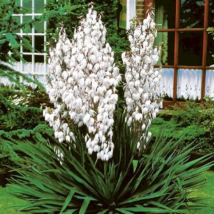 BIO Palmlilie Yucca filamentosa – Bestellnummer 1133669