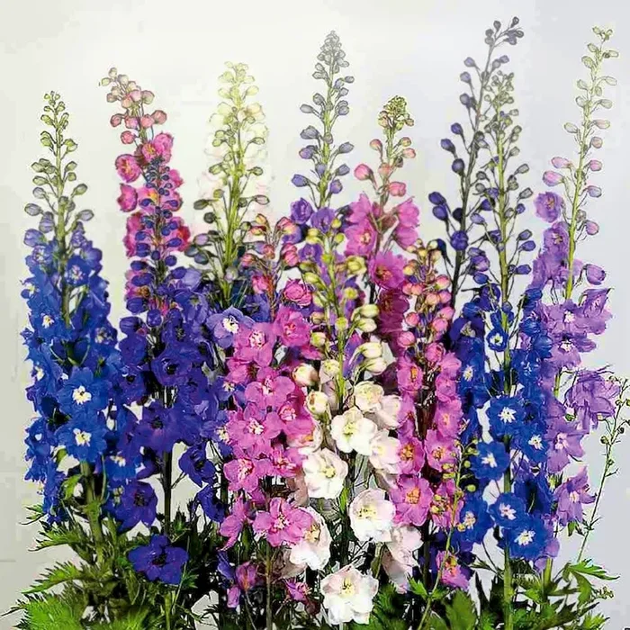 BIO Riesen‑Rittersporn Delphinium pacific Giant – Bestellnummer 1104904