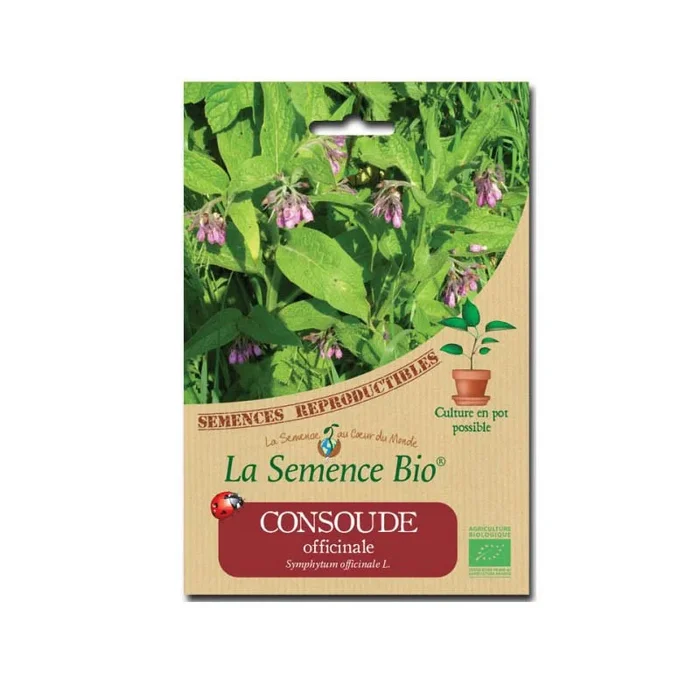 Bio-Saatgut – Beinwell (Consoude officinale)