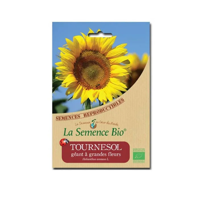 Bio-Saatgut – Riesensonnenblume