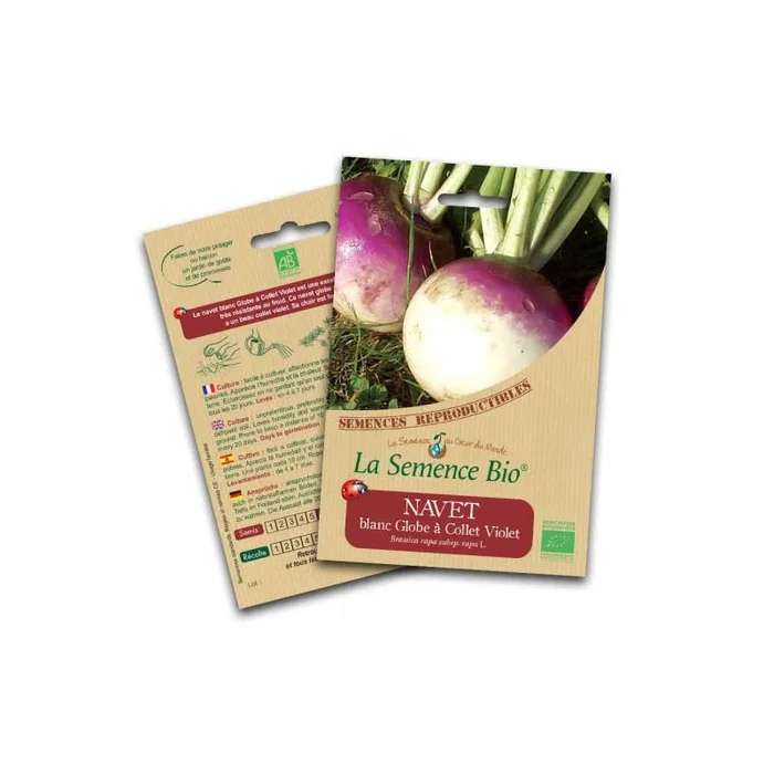 Bio-Saatgut – Weiße Rübe Globus mit violettem Hals