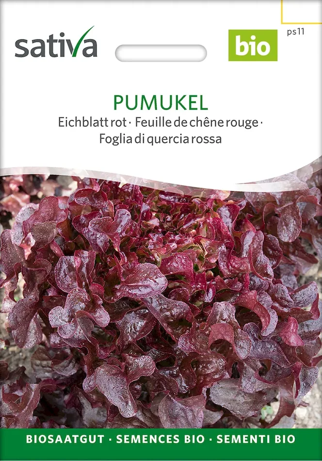 Bio-Saatgut Salat Pumukel / Auslese Sativa