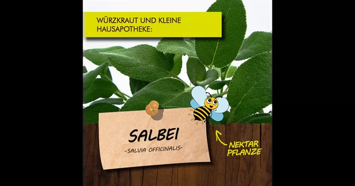 Bio Salbei