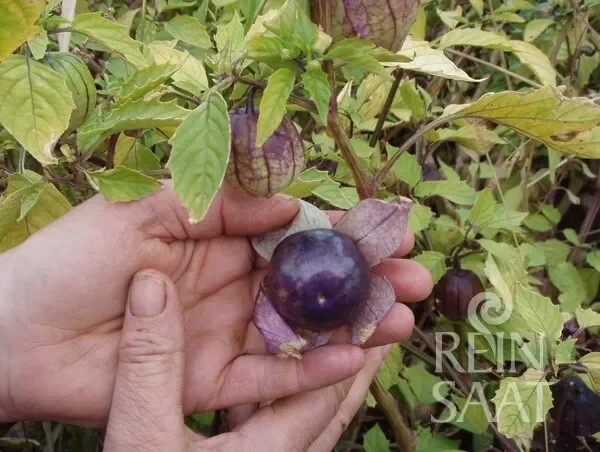Bio Samen Tomatillo Purple