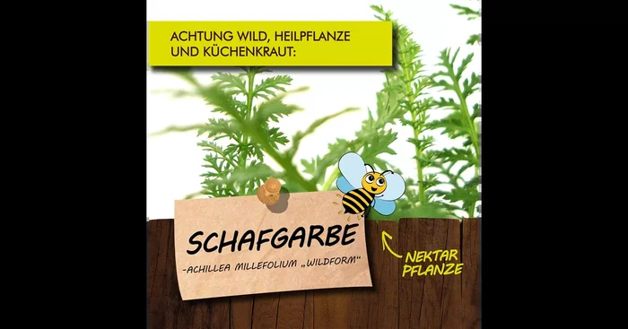 Bio Schafgarbe