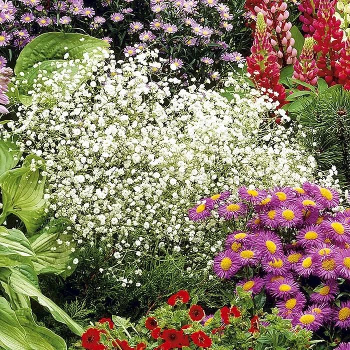 BIO Schleierkraut, weiß Gypsophila paniculata, weiß – Bestellnummer 1157615