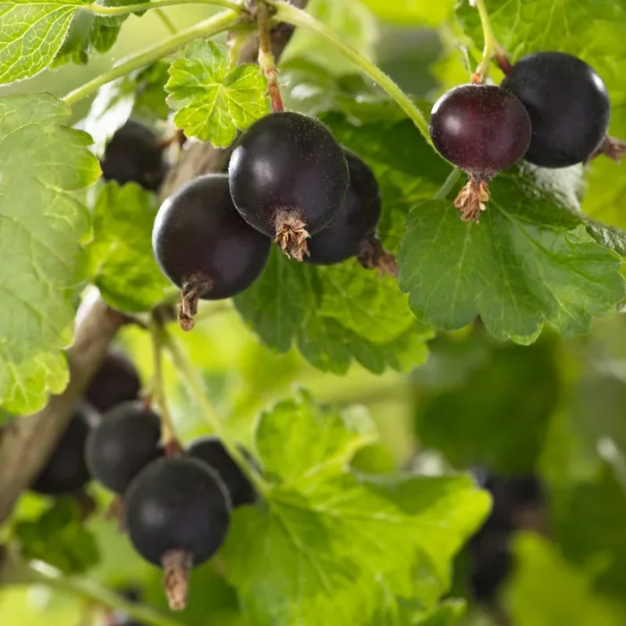 BIO Schwarze Jochelbeere ‚Jostaberry‘