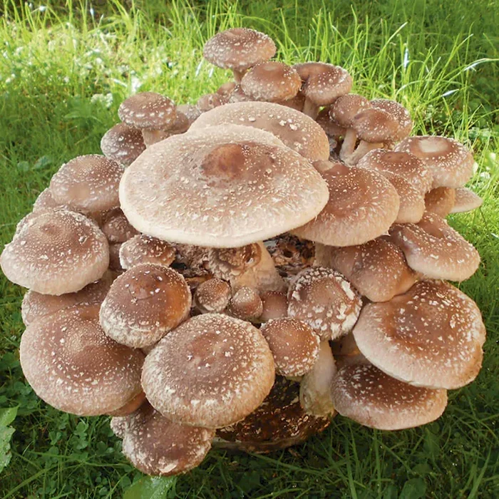 BIO Shiitake Impfstäbchen Lentinula edodes – Bestellnummer 7700419
