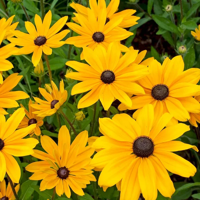 BIO Sonnenhut Goldsturm Rudbeckia fulgida sullivantii „Goldsturm“ – Bestellnummer 1157633