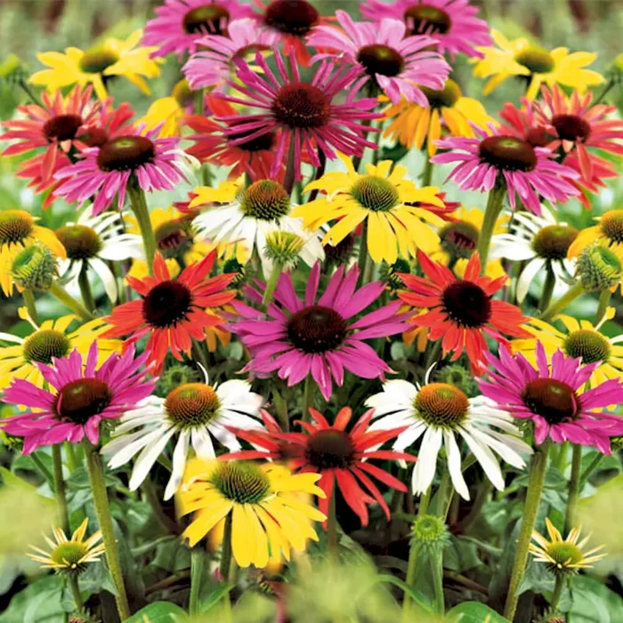 BIO Sonnenhutmix ‚Schmetterling‘ Echinacea purpurea „Cheyenne Spirit“ – Bestellnummer 1115947