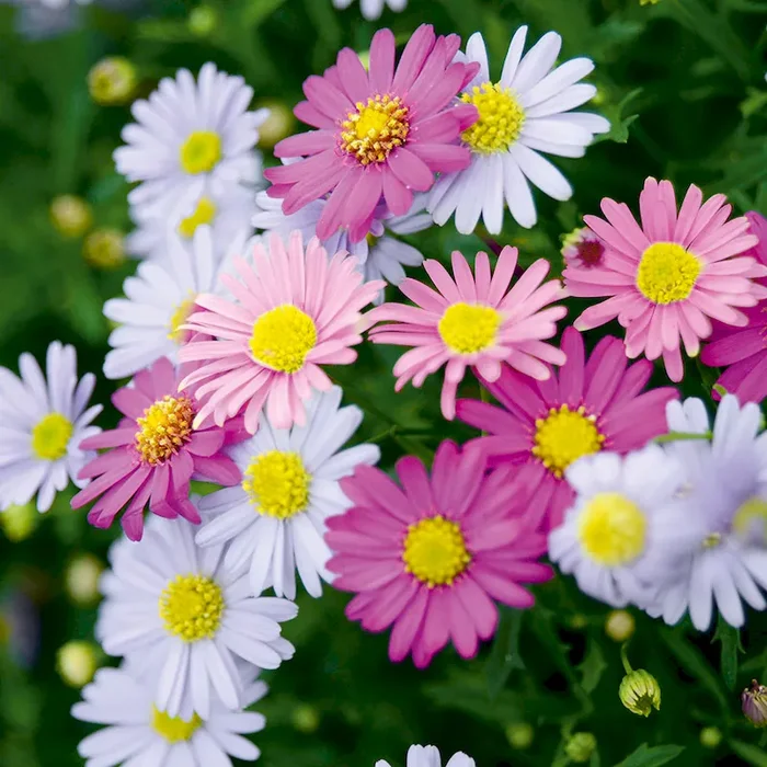 BIO Spanisches Gänseblümchen Viva Espana Erigeron karvinskianus – Bestellnummer 1170529