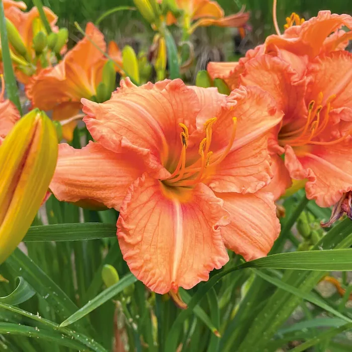 BIO Taglilie Orange Hemerocallis – Bestellnummer 1108072