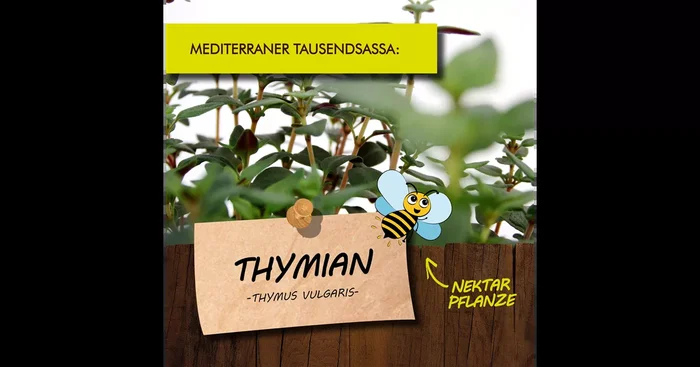 Bio Thymian