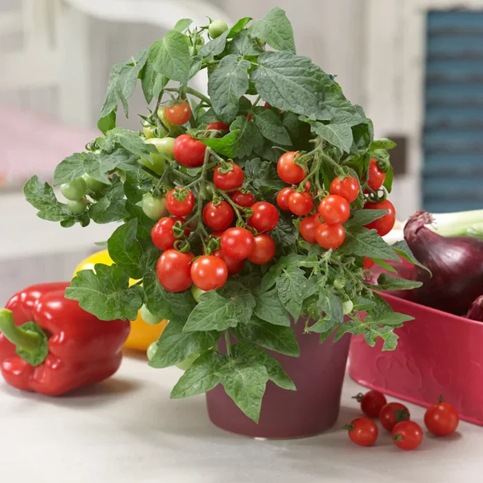 Bio Tomate ‚Mini-Tom‘