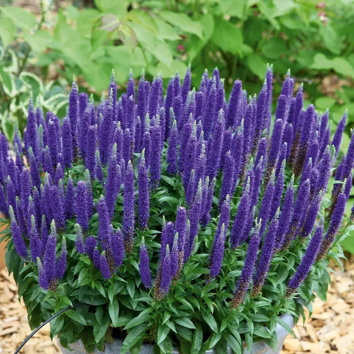 BIO Veronica Royal Candles Veronica spicata – Bestellnummer 1170440