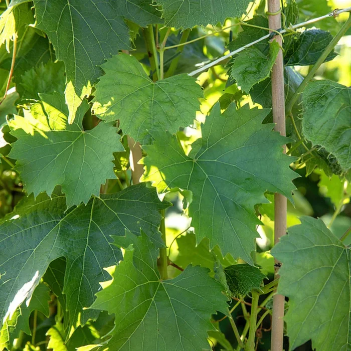 Bio Weinrebe ‚Regent®‘