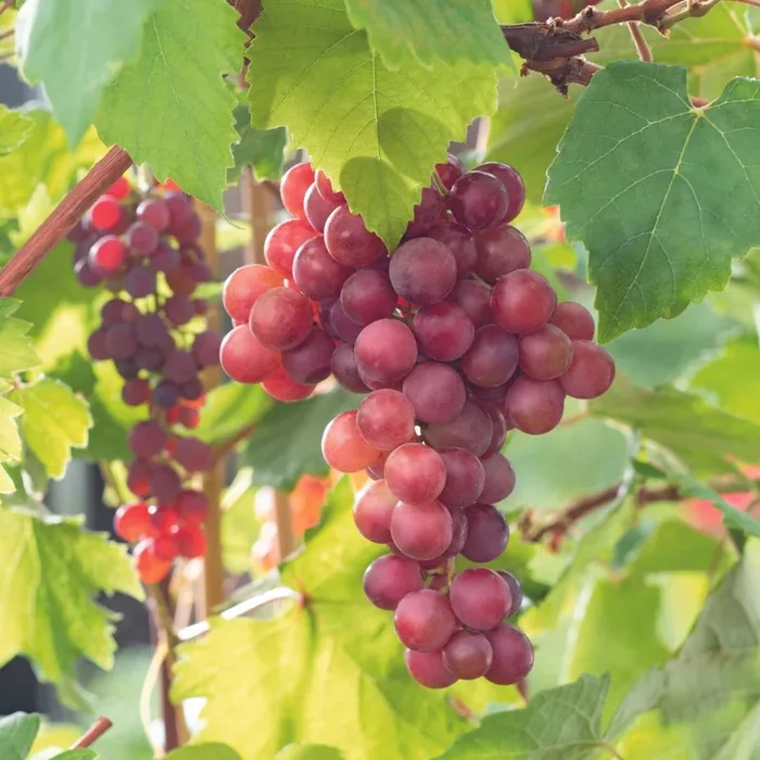 Bio Weinrebe ‚Vanessa‘