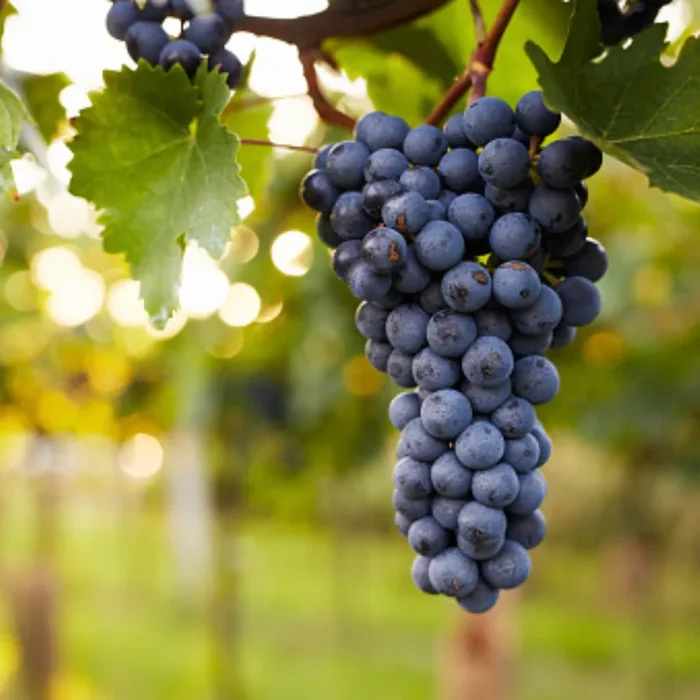 Bio Weinrebe ‚Venus blau‘