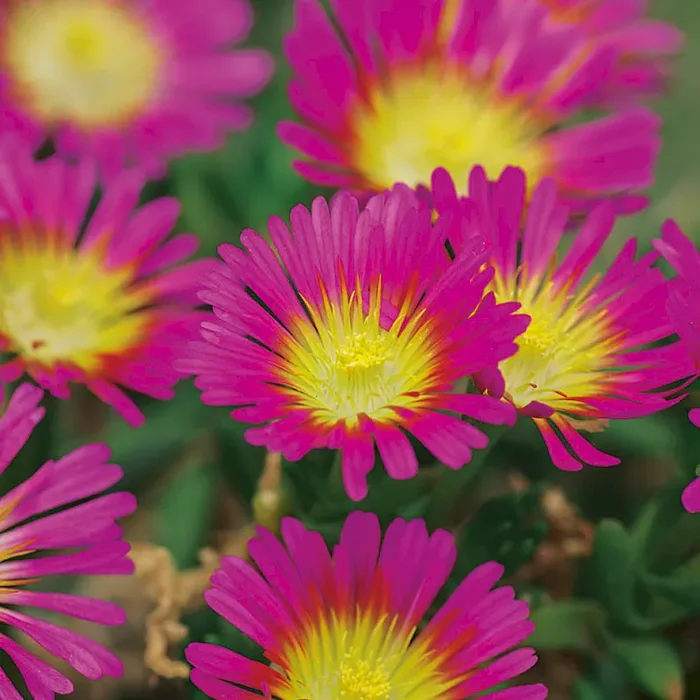 BIO Wheels of Wonder® ‚Hot Pink Wonder‘ Delosperma Wheels of Wonder „Hot Pink“ – Bestellnummer 1133687