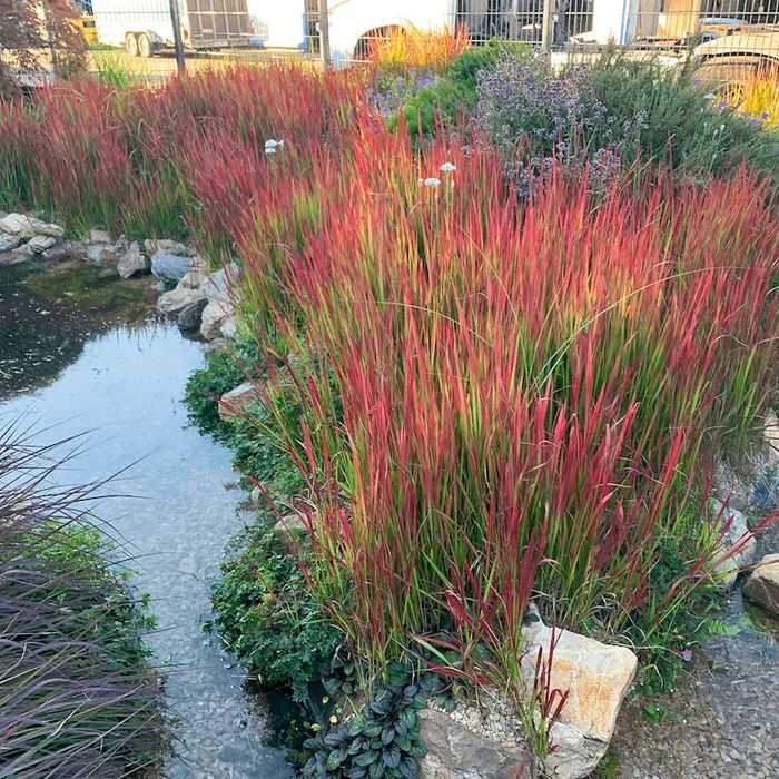 BIO Ziergras Imperata Red Baron Imperata cylindrica ‚Red Baron‘ – Bestellnummer 1170342