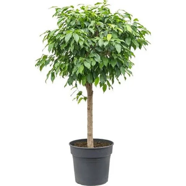 Birkenfeige – Ficus Benjamina – Zimmerpflanze – Grünpflanze – pflegeleicht