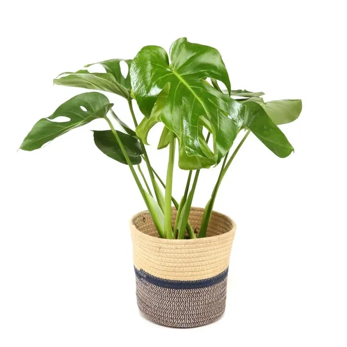 Birkenfeige ‚Ficus Danielle‘ – Ø 17 cm Topf