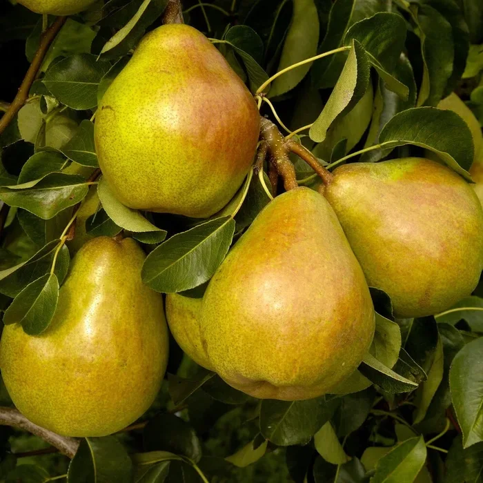 Birnbaum Doyenné du Comice