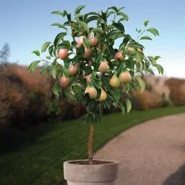 Birne Clapps Favourite Auf Stamm