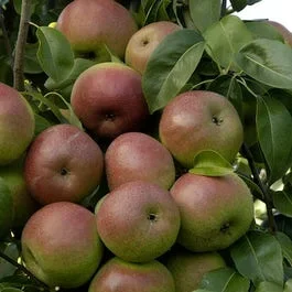 Birnenbaum (Pyrus communis ‚Zoete Brederode‘)