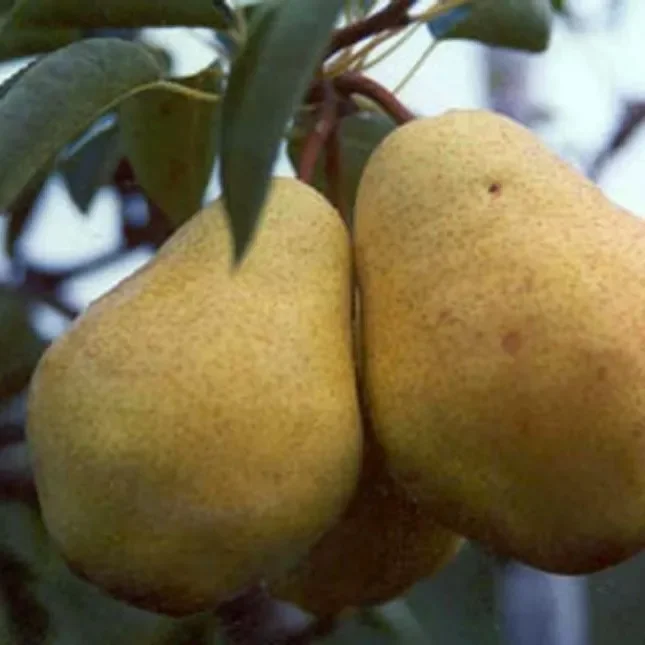 Birnenbaum Williams Christ beliebte Herbstbirne Hochstamm 180 cm Stamm wurzelnackt Unterlage Sämling