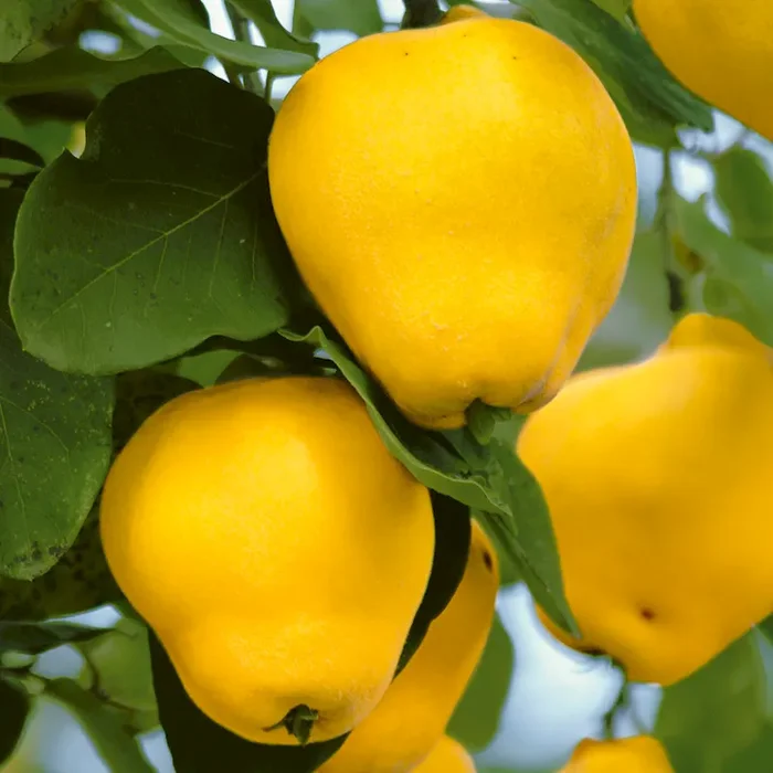 Birnenförmige Edel-Quitte Cydora Robusta – Bestellnummer 4432527
