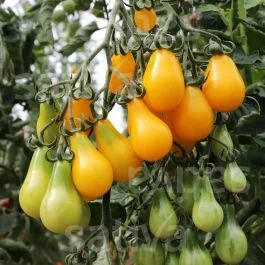 Birnenförmige Gelbe – Cherrytomate