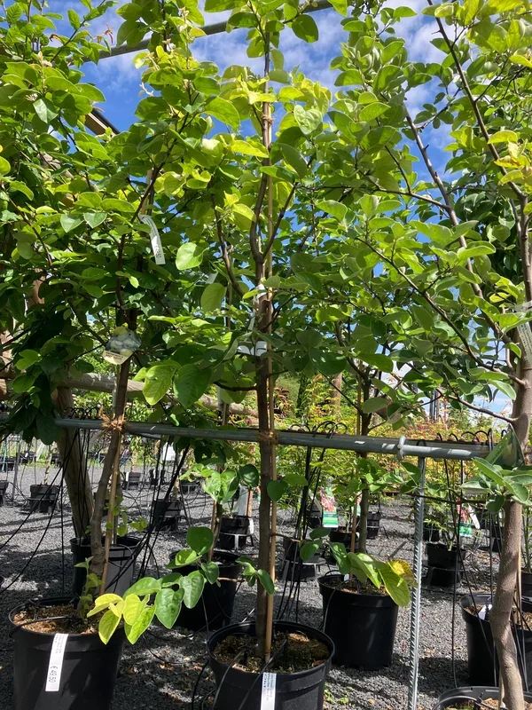Birnenquitte ‚Cydora Robusta‘ groß