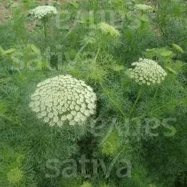 Bischofskraut – Ammi visnaga