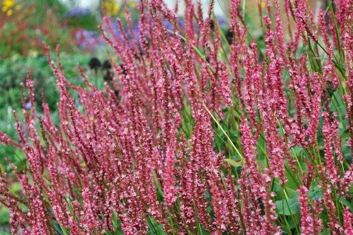 Bistorta amplexicaulis ‚JS Seven Oaks Village‘ ® (Kerzenknöterich)
