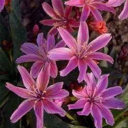 Bitterwurz (Lewisia longipetala) Little Plum