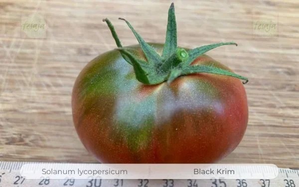 Black Krim · Tomaten · Samen