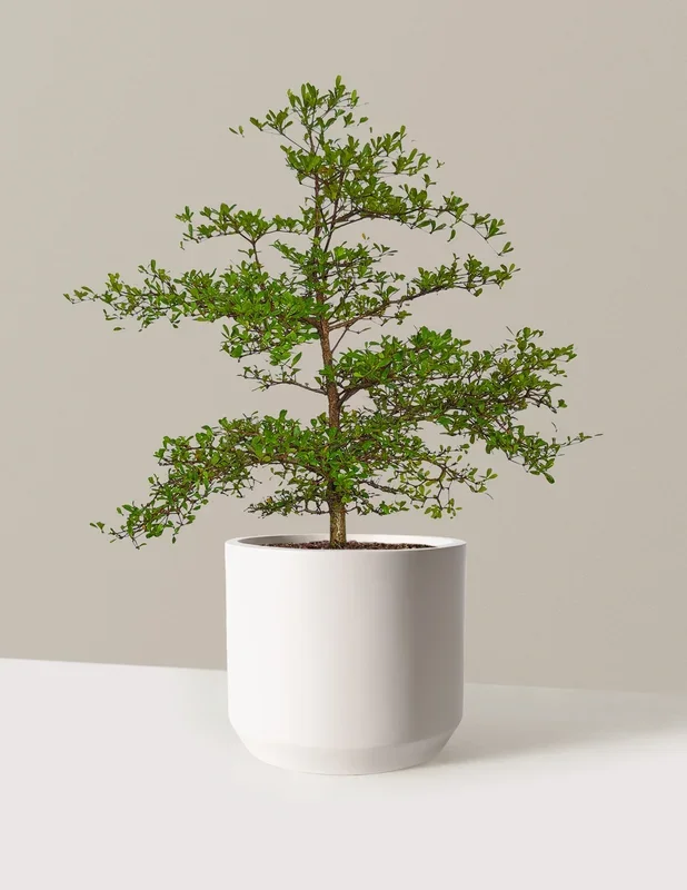 Black Olive Tree