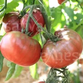 Black Prince – Fleischtomate