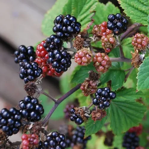 Blackberry Thornless
