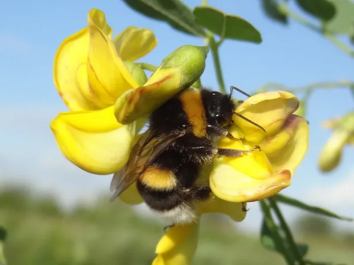 Blasenstrauch (Colutea arborescens)
