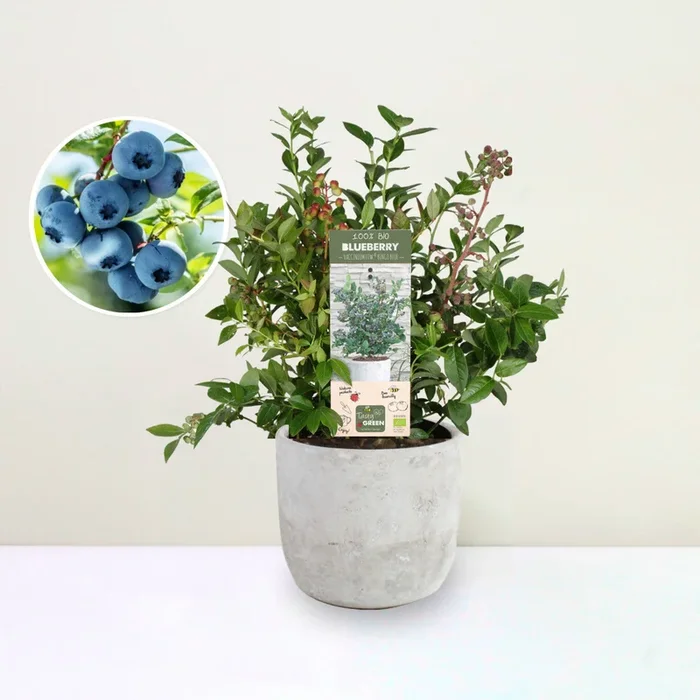 Blaubeere – Vaccinium cor. Bingo Blue Bio