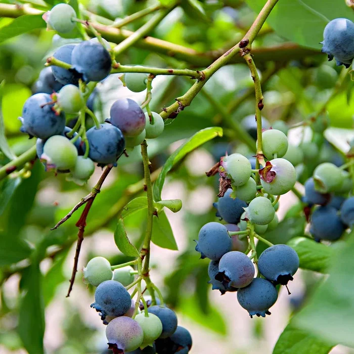 Blaubeere ‚Little Blue Wonder‘
