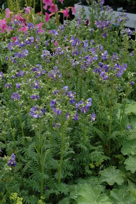 Blaublühende Jakobsleiter