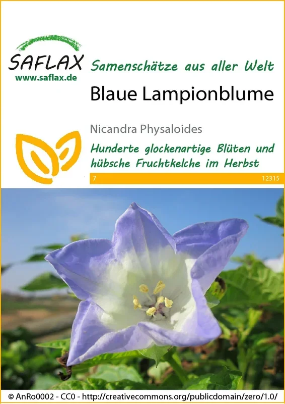Blaue Lampionblume