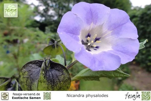 Blaue Lampionblume, Nicandra physalodes